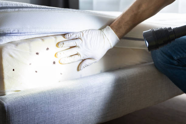 Best Termite Control Services  in North Hills, NY