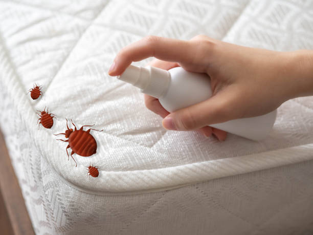 Best Insect Control  in North Hills, NY